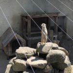 【市川市動植物園】子連れ必見!子供も大喜び!マイナー動物園の魅力!