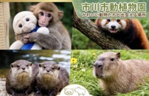 市川市動植物園は遠方からでも行く価値あり?話題のパンチと東京近郊日帰り観光を紹介
