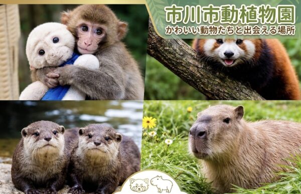 市川市動植物園は遠方からでも行く価値あり?話題のパンチと東京近郊日帰り観光を紹介